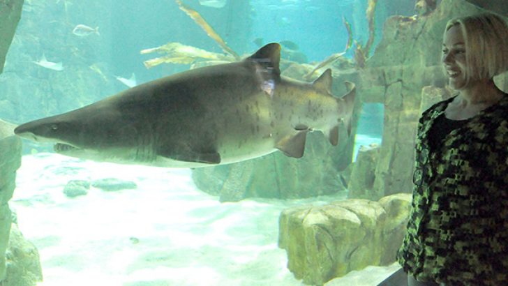 Favorisi gitar köpekbalığı