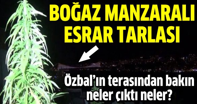 Eray Özbal'ın terasından esrar fidanı çıktı