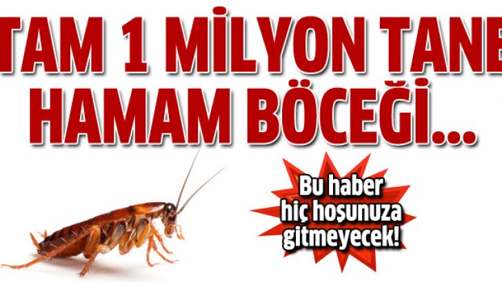 1 milyon hamam böceği firar etti!