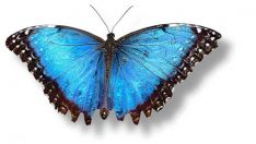 Bitlis’te yeni kelebek türü bulundu