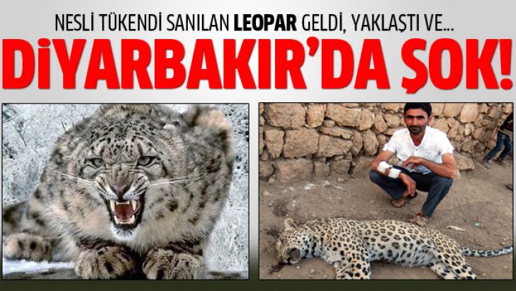 Türkiye’de bir ilk: Leopar saldırısı