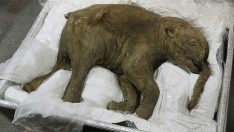 39 bin yaşındaki mamut sergileniyor