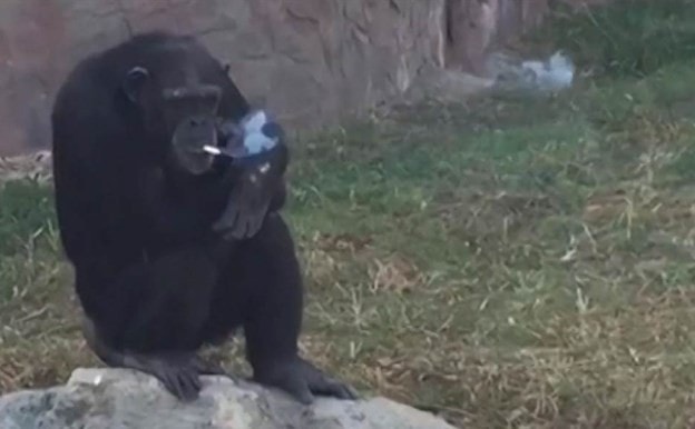 Uzun süredir bakımda olan ve yenilendikten sonra yeniden açılan Kuzey Kore'deki hayvanat bahçesinin en gözde ismi 19 yaşındaki bir şempanze olan Azalea