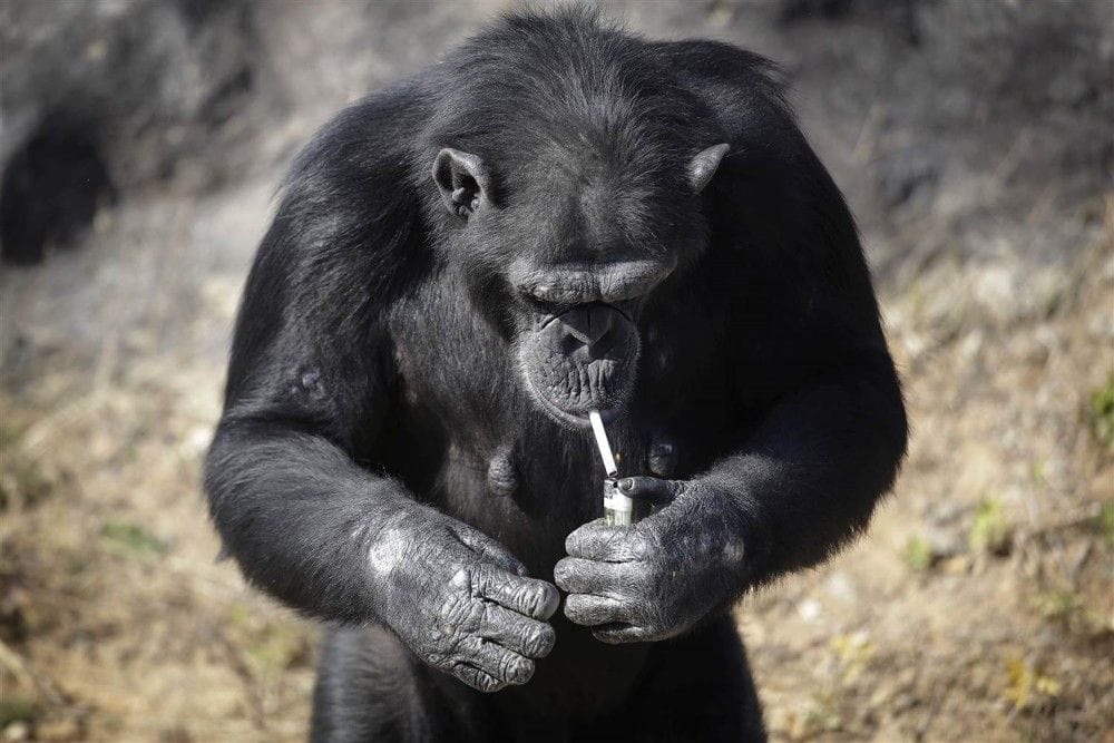 Ne yazık ki Azalea'nın bu kadar popüler olmasının nedeni sahibi olduğu kötü alışkanlık. Günde 1 paket sigara içen şempanze kendi sigarasını da kendi yakıyor.