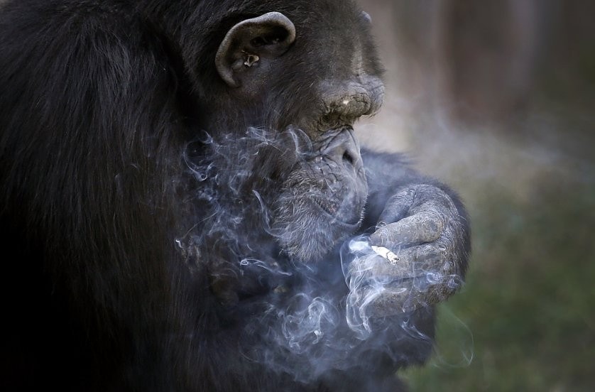 Bu şempanze günde 1 paket sigara içiyor