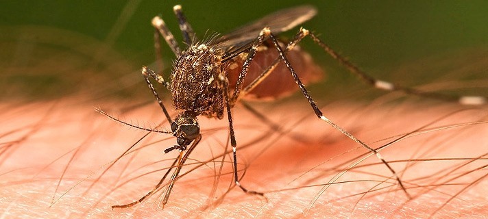 Yaz aylarının kabusu haline gelen sivrisineklerden çok basit bir yöntemle kurtulmanız mümkün.