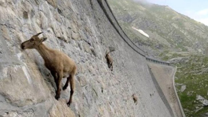 Baraj setine tırmanan keçiler, görenleri şoke ediyor!