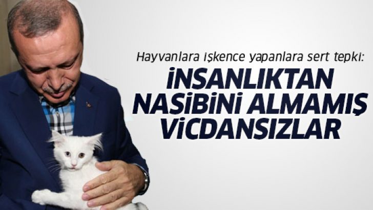 Erdoğan’dan Hayvan Hakları Yasası tepkisi: Cezaları arttırın!