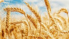 Türkiye, Rusya’dan buğdayı ruble ile alacak