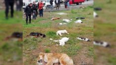 Trabzon’daki kedi-köpek katliamı yargıya taşındı!