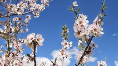 Bugün 21 Mart İlkbahar Gündönümü… İlkbahar Gündönümü (ekinoksu) nedir?