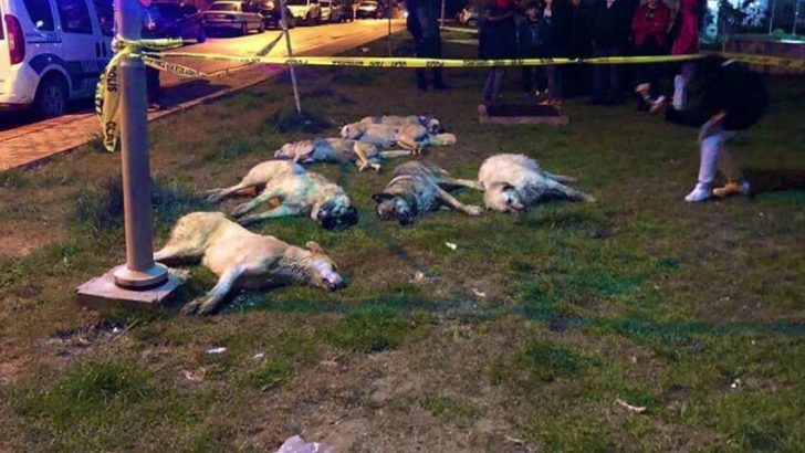Ankara’da sokak ortasında zehirlendiler! Batıkent’te köpek zehirleme skandalı