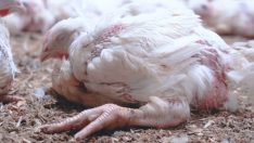 Tavuk çiftliğinde skandal görüntü! Hayvanlara yapılan eziyetler insanlıktan utandırdı!
