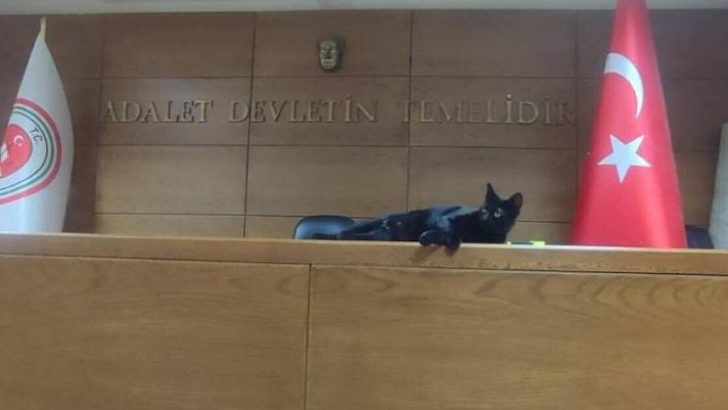 İzmir Adliyesi’nde yapısal sorunlar beklerken, kedi evleri yapılması şaşkınlık yarattı!